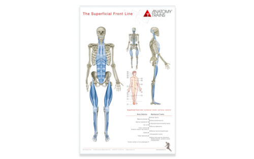 Anatomy Trains Posters x 8
