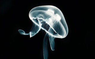 blog-opening-the-breath